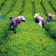 Buôn bán chè Thái Nguyên trong bối cảnh cách mạng 4.0