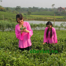 Chè Thái Nguyên cánh hạc