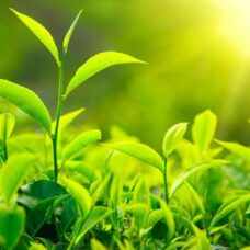 Bài thơ hay nhất về Trà Thái Nguyên
