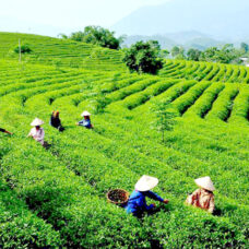 Bác Hồ với đất chè Thái Nguyên