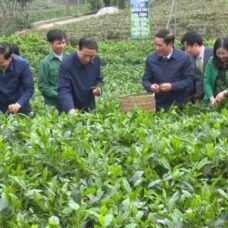 Vùng chè đặc sản Tân Cương 2018