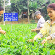 Vinh danh người trồng chè Thái Nguyên