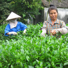 Sản xuất chè Thái Nguyên VietGAP
