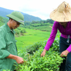 Trồng mới và trồng lại chè Thái Nguyên