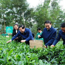 Học làm nghệ nhân chè Thái Nguyên