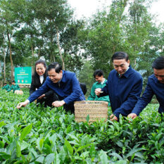 Học làm nghệ nhân chè Thái Nguyên