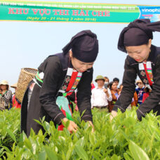 Vùng chè Trại Cài Thái Nguyên tổ chức hội trà